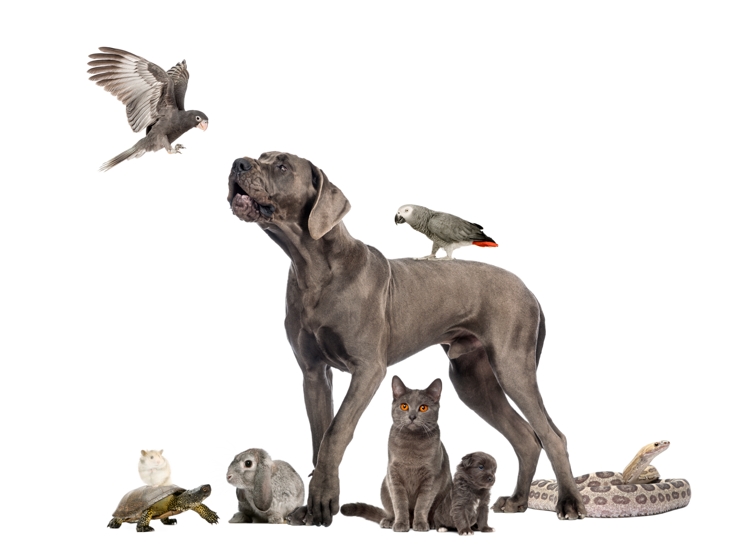 envato-labs-image-edit a dog, cat, turtle, bird and other pets together